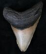 Pathalogical Megalodon Tooth - North Carolina #13825-1
